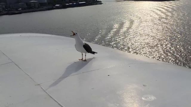 Seagull laughing