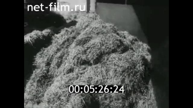 1980г. совхоз имени Гастелло Славский район Калининградская обл