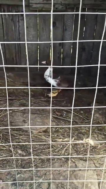 Расклев у утят 😮 смотреть онлайн