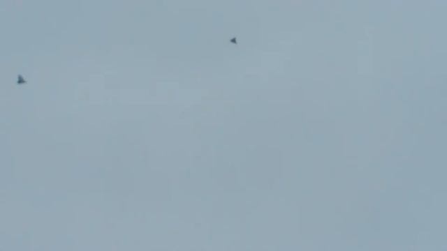 голуби Фикрата смотреть онлайн