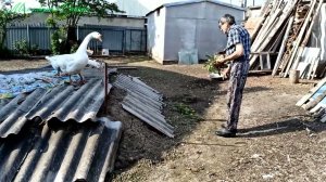 Гоша с Матильдой, Добрыня с Кнопочкой, а Мальчик один. Счастливое детство у нашей Барсюшки!