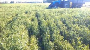 Горох Вельвет.14.07.2020.No-till
