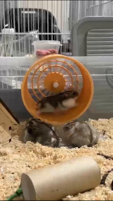 Хомячки)