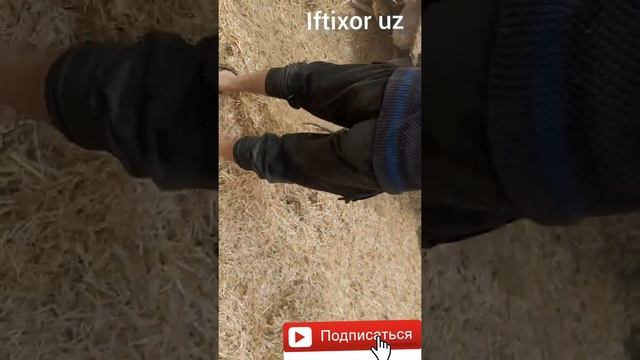 #Somon #yanchigich_#mol# qoy#novos#biznes# смотреть онлайн