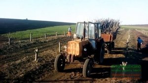 вывозим дрова с поля с трактором ЮМЗ 6 и с прицепом ПТС 4