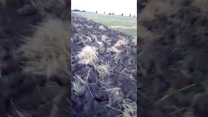 Бизон ДТ-75 на колёсах,Пахота!!!