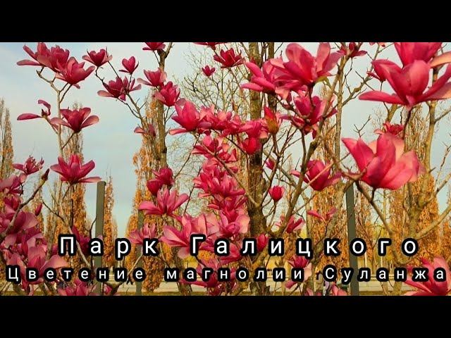 Цветение магнолии Суланжа в парке Галицкого