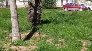 Маскировочная накидка