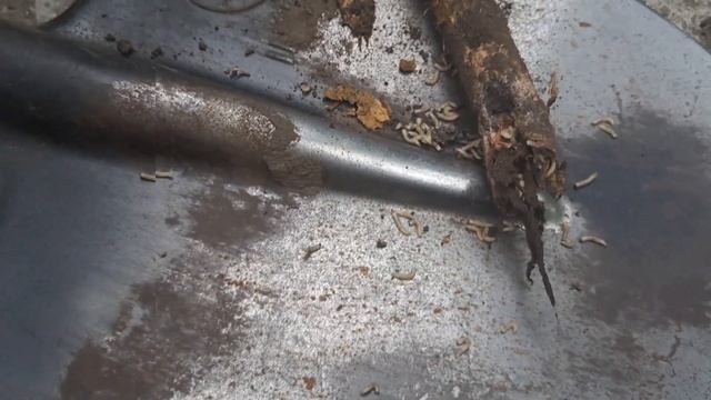 Почему усыхает хрен? смотреть онлайн