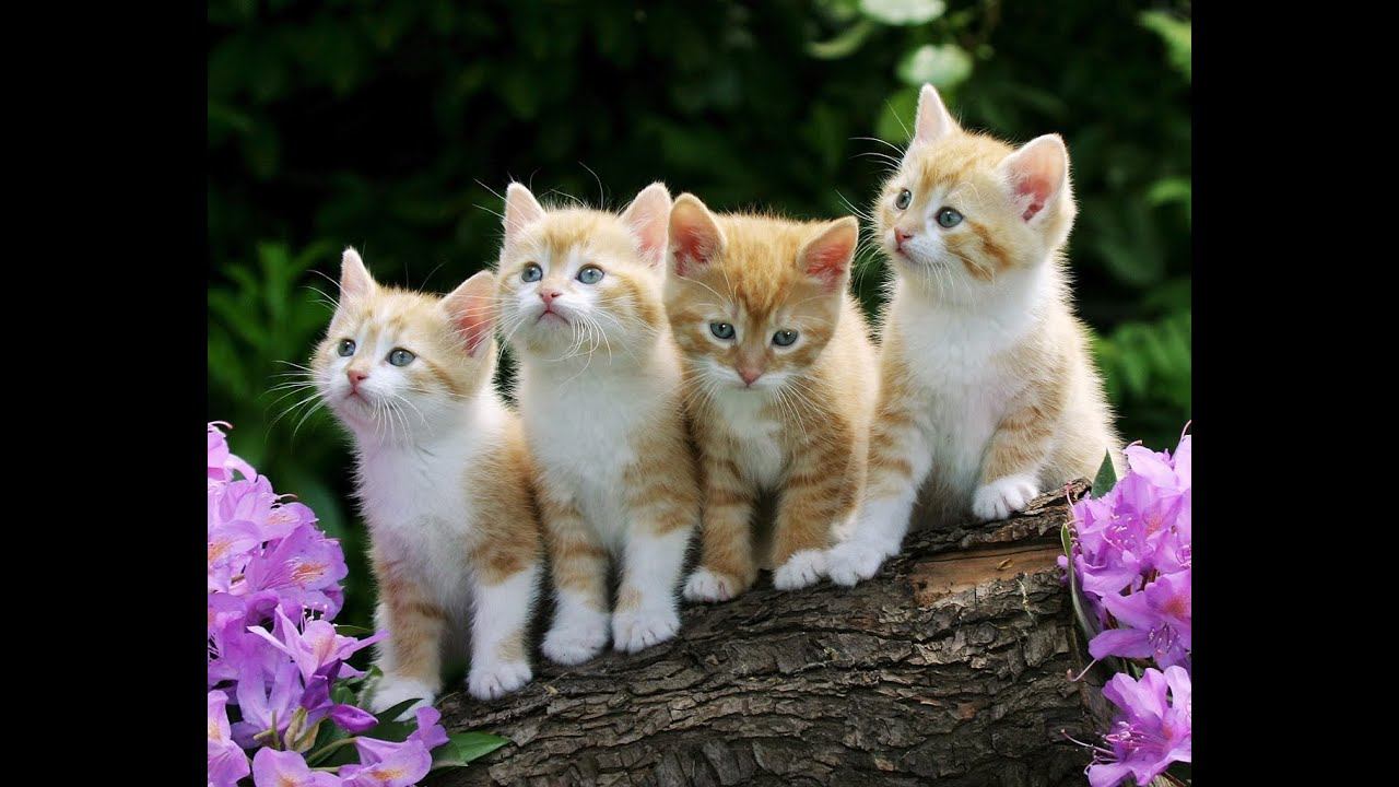 Пони в лагере 2 |14 серия| Лилу уже бесит! смотреть онлайн