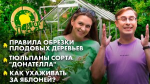 Тюльпаны "Донателла" | Как ухаживать за яблоней? | Правила обрезки плодовых деревьев. Дача