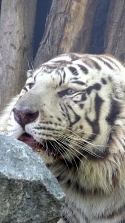 White Tiger shakes head 🐯🐅🐯🐅  #shorts