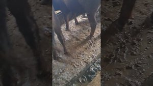 Уборка навоза,чистка сарая быков