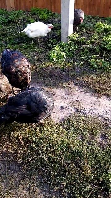 всегда вместе смотреть онлайн