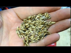 Давим масло из расторопши.