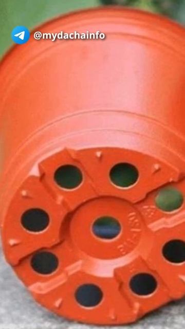 Выращиваем рассаду в горшках #shorts #дача #советы #участок #теплица #цветы смотреть онлайн