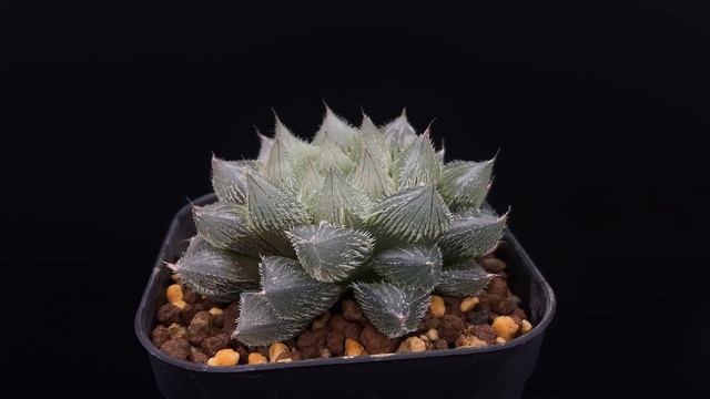 ハオルチア ミラーボール×H.cooperi v.venusta×N1（NE of Alexandoria）GM292／ Haworthia obtusa