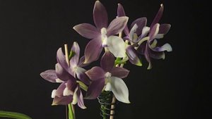 Phal. speciosa Mauve TL +