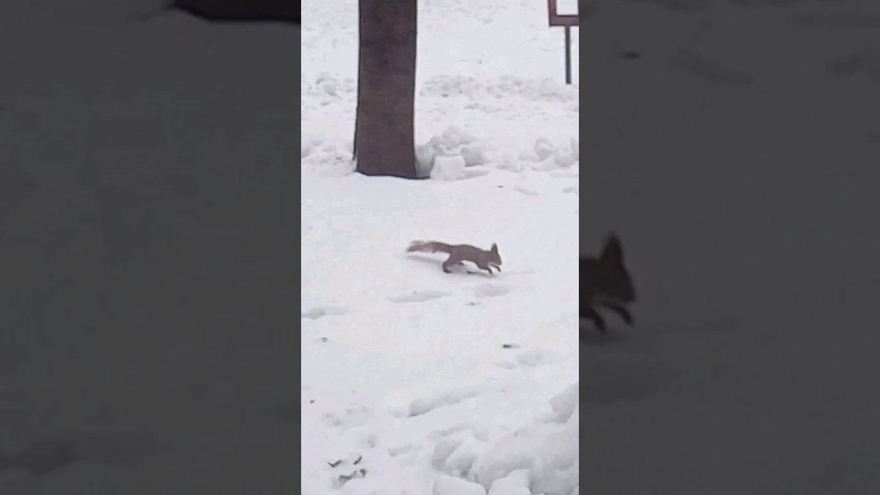 Белочка ищет орешки, редко их встретишь в обычной жизни ️