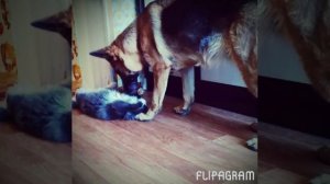 Собака ест котёнка !ШОК!