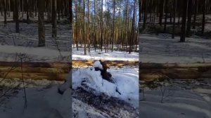 МТЗ 920 в работе