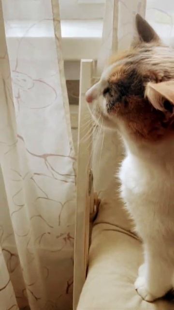 😻 #cat #кошка Эшли - утро доброе мяу 4 #shorts ‼️#youtube смотреть онлайн