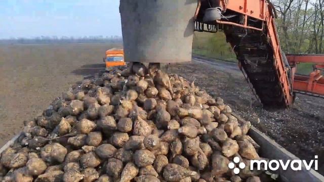 Грузимся свёклой от погрузчика gebo смотреть онлайн