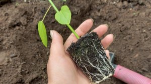 Гибискус болотный. Вырастила из семян.