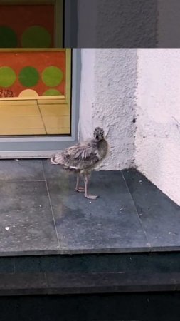 Птенчик чайки. Птицы 🥰 Seagull chick. Birds.