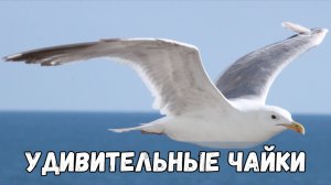 Чайки удивительные птицы