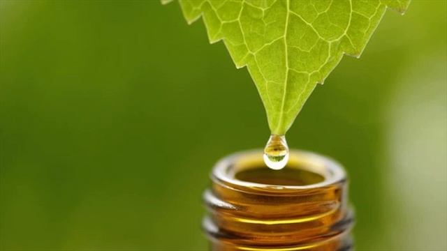 Lemon Eucalyptus Oil Acts As Mosquito Repellents - Natural Remedy For Mosquito Repellents