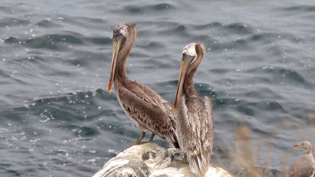 USA Trip, August 2024 - La Jolla смотреть онлайн