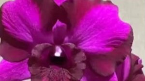 П-9. Ч-2. Пересадка подростка дендробиума  Dragon Red с 9-й посылки из мха в грунт