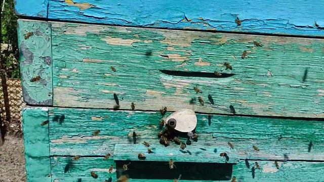 Облёт молодой пчелы, Магнитогорск, июнь 2022 смотреть онлайн