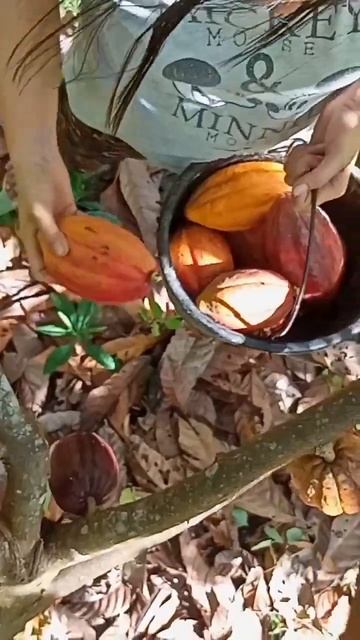 Harvesting Chocolate Fruit Cacao Tree смотреть онлайн