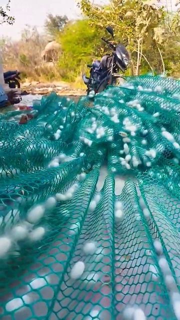#silkcocoon s #silkworms #sericulture #shorts #viral #trending #youtube смотреть онлайн