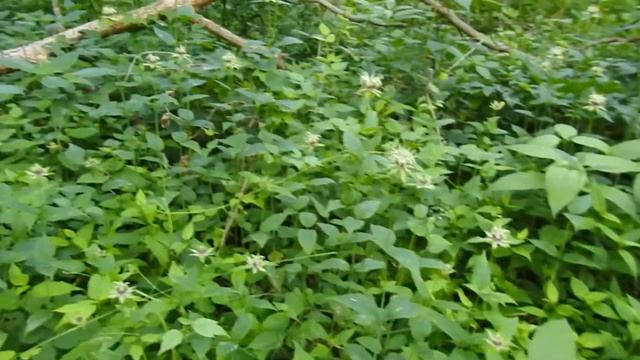 Capital Naturalist: White Monarda смотреть онлайн