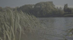 Бесплатные футажи RAW - Камыши на ветру / FREE RAW FOOTAGE - Reeds in the wind