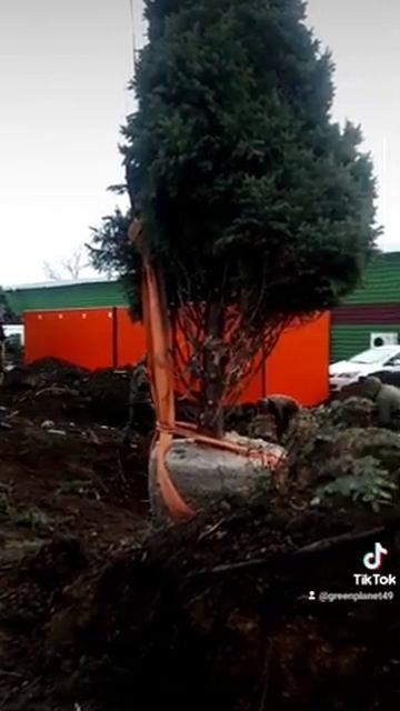 Как пересадить крупномер правильно смотреть онлайн