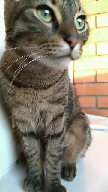 Котозависимость...