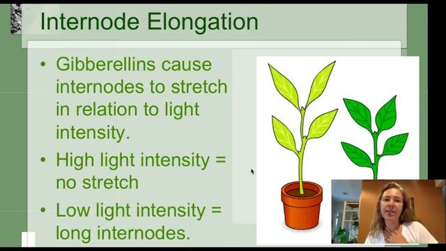 Plant Growth Regulators: What are Plant Hormones [Horticulture 101 Series]