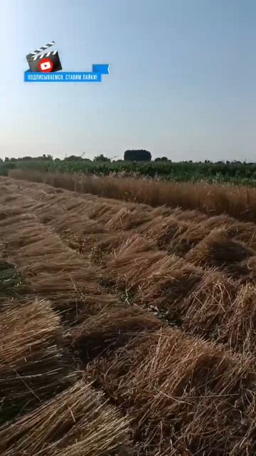 спиц жатка... Пшеница... Мотоблок с Касилкой сигментная касилка...Бугдой уриш жараёнида смотреть онлайн