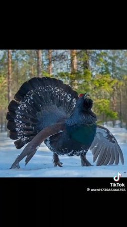 ВСЕМ ХОРОШЕГО НАСТРОЕНИЯ