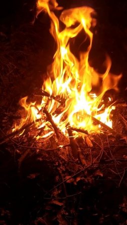 Выживания в дикой природе