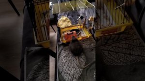 реакция маленькой крысы на большую