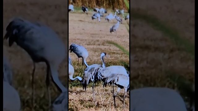 파랑새-이문세 смотреть онлайн