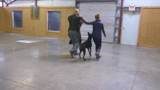 Executive Level Home Raised Personal Protection Dog "Finn" Best Elite K9