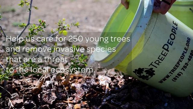 National Public Lands Day 2017 with TreePeople смотреть онлайн