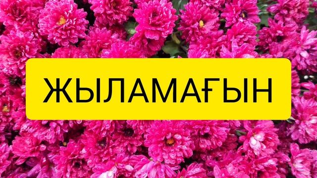 🫀💔ЖЫЛАМАҒЫН. БЕК ЖЫЛҚЫБАЕВ. Өте әсерлі өлең жолдары#қазақша #поэзияменіңжүрегімде.