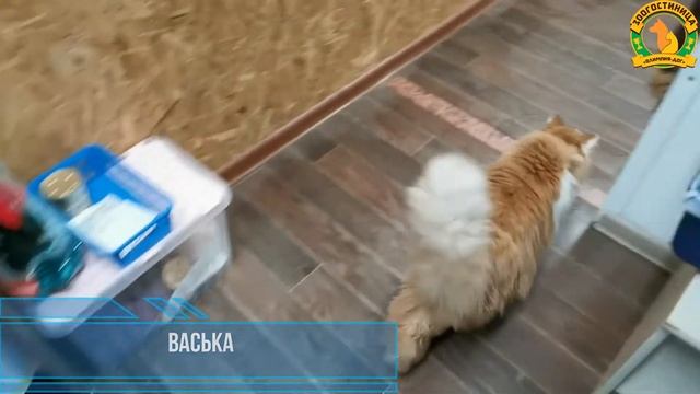 Кошки 15.08.20 2 часть смотреть онлайн